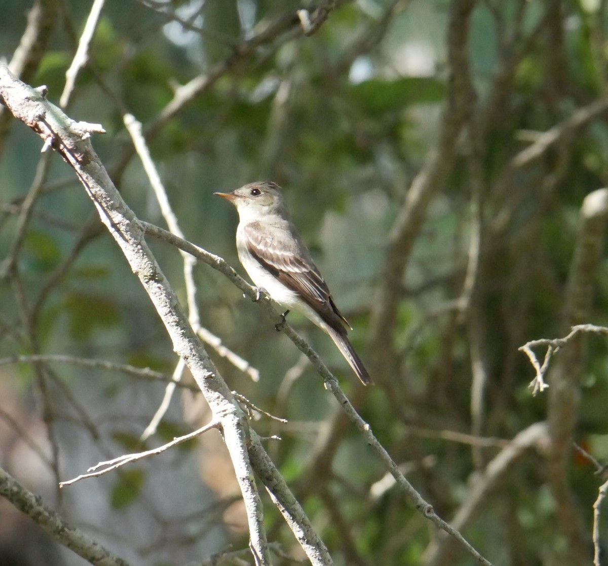 Eastern Wood-Pewee - ML483248311