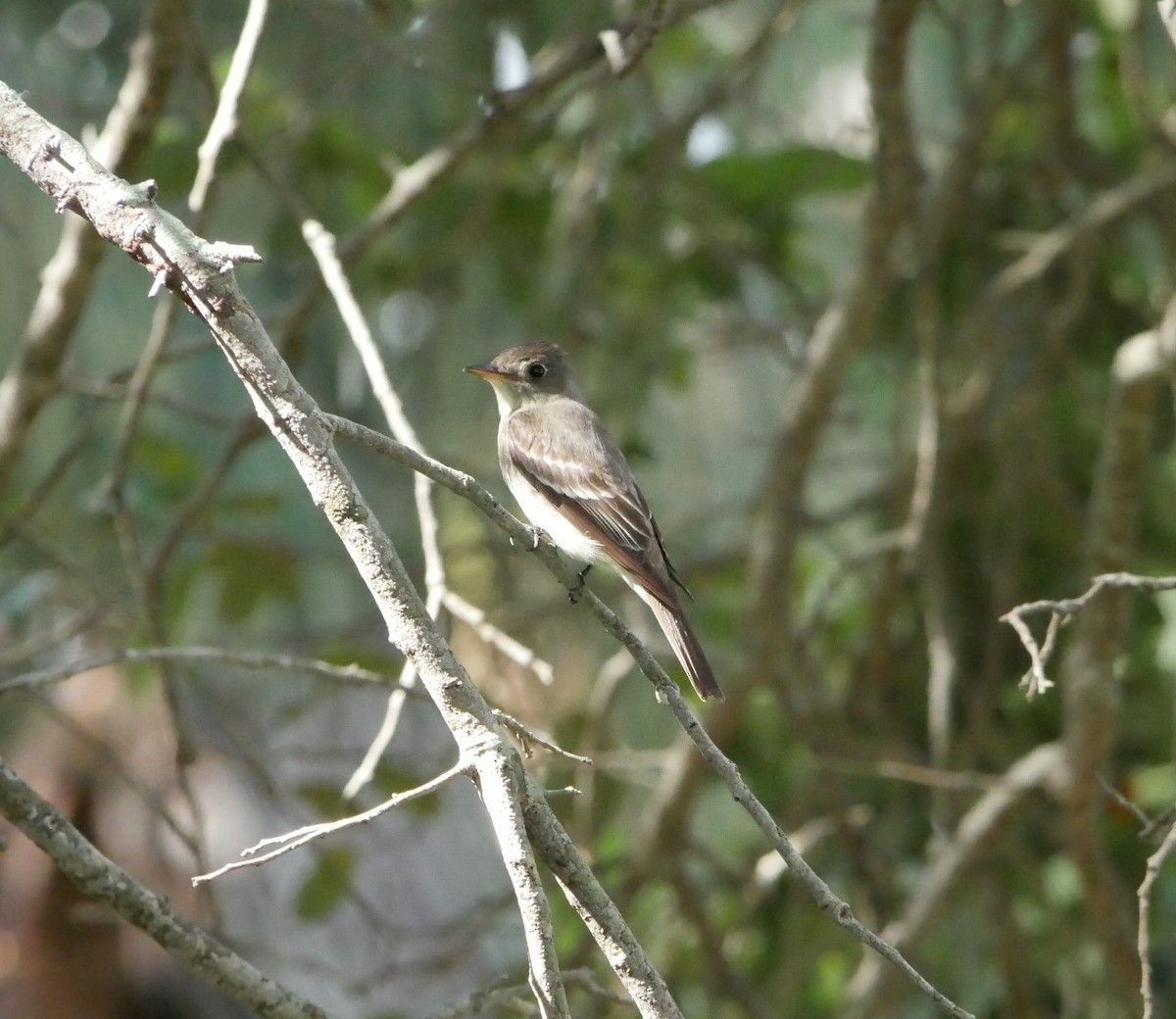 Eastern Wood-Pewee - ML483248321