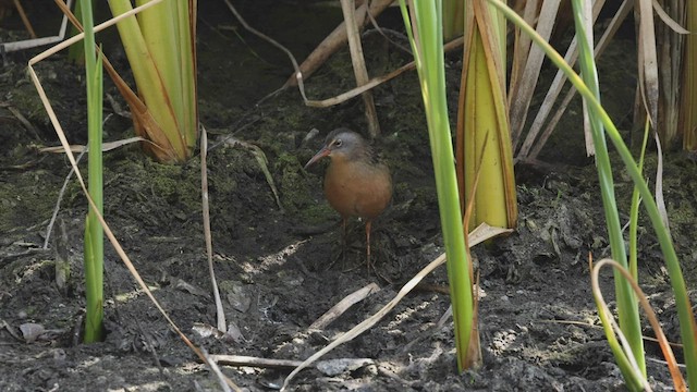 Virginia Rail (Virginia) - ML483248631