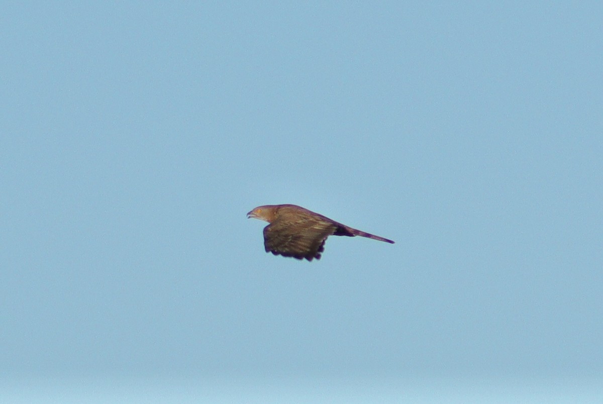 European Honey-buzzard - ML483248781