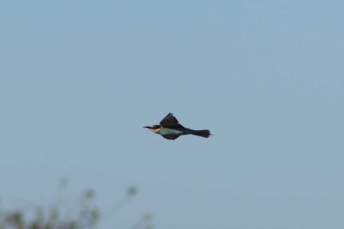 European Bee-eater - ML483248851