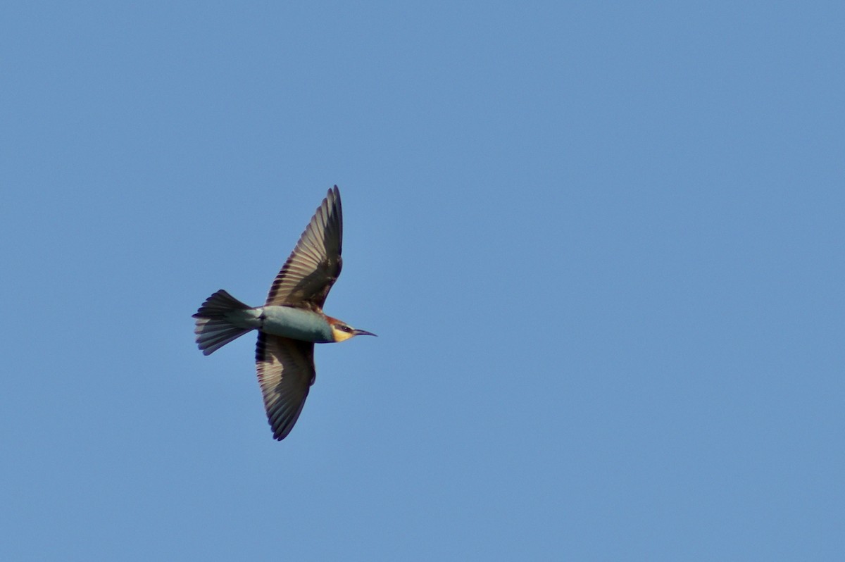 European Bee-eater - ML483248861