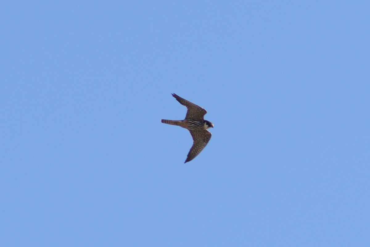 Eurasian Hobby - ML483248921