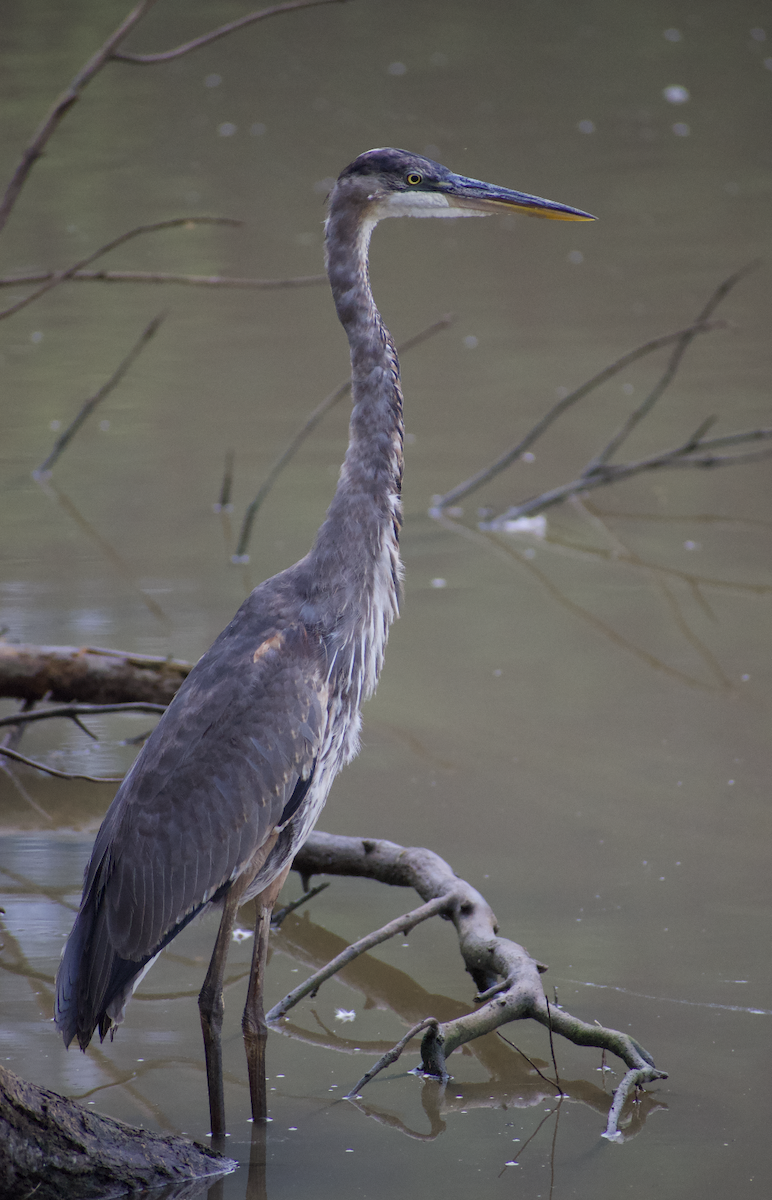 Great Blue Heron - ML483248981