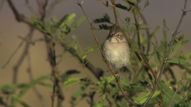 Brewer's Sparrow - ML483249