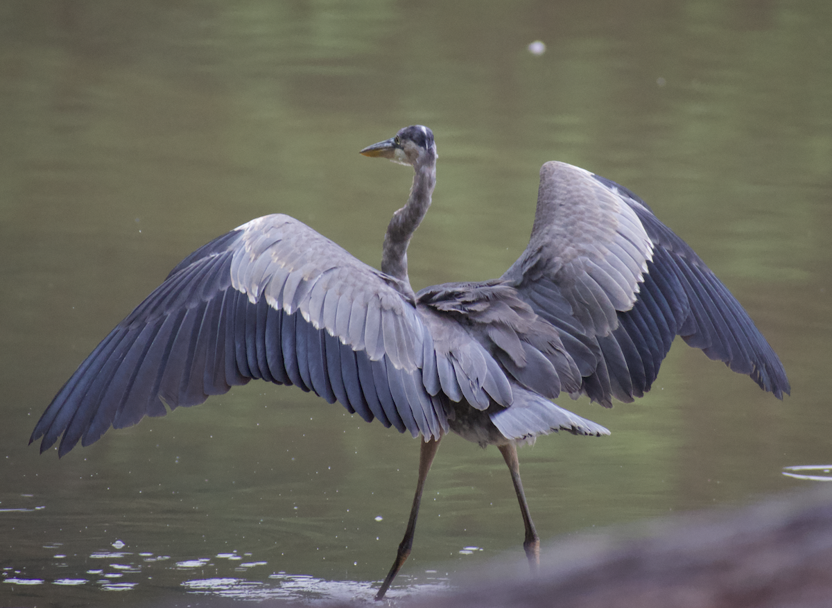 Great Blue Heron - ML483249011