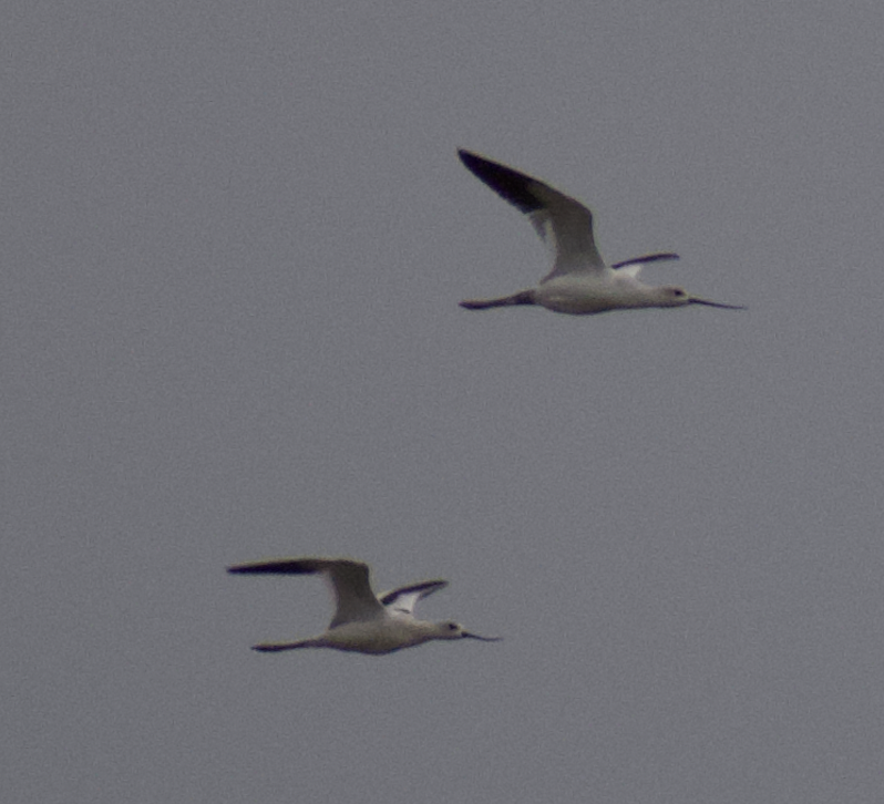 Avoceta Americana - ML483249031