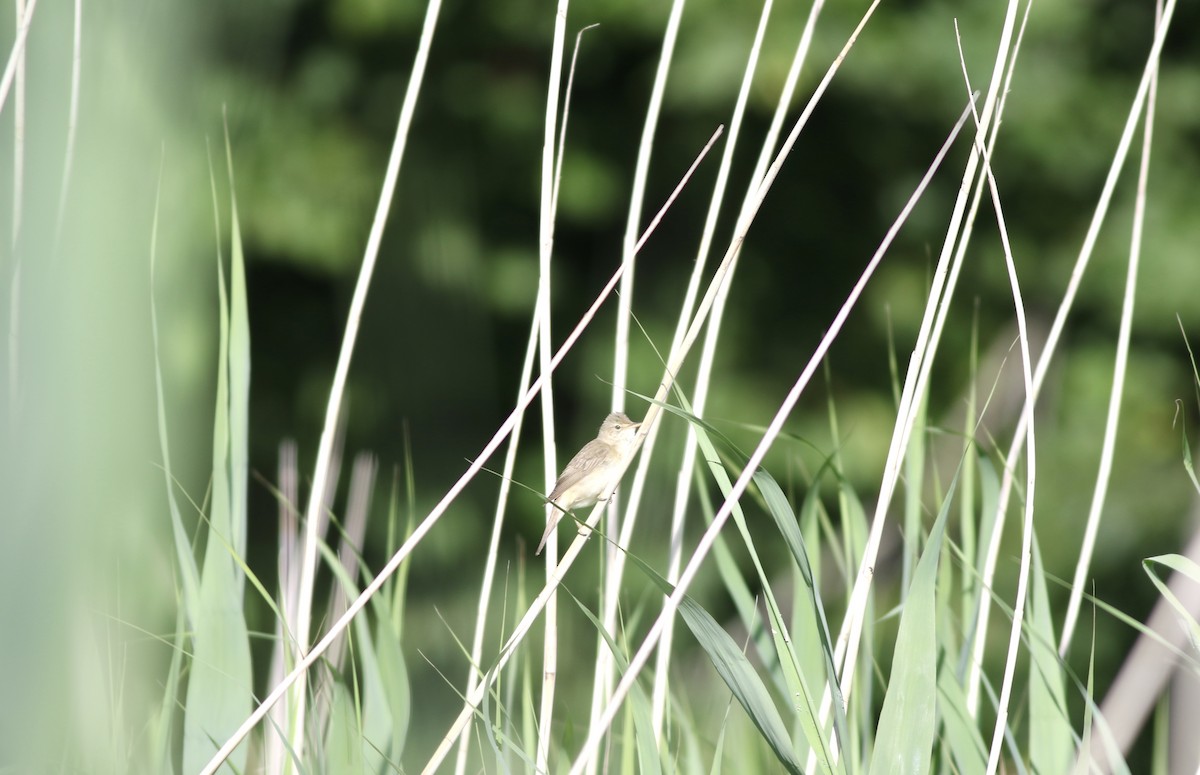 Marsh Warbler - ML483249461