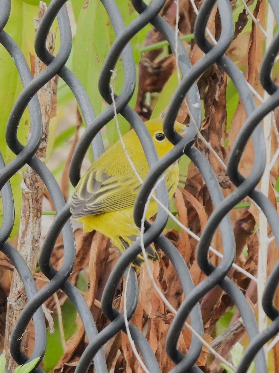 Yellow Warbler - ML483249941