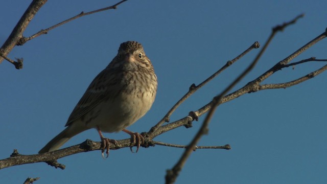 Vesper Sparrow - ML483250