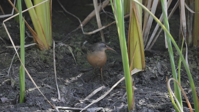 Virginia Rail (Virginia) - ML483250091