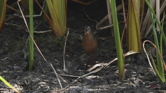 Virginia Rail (Virginia) - ML483251101