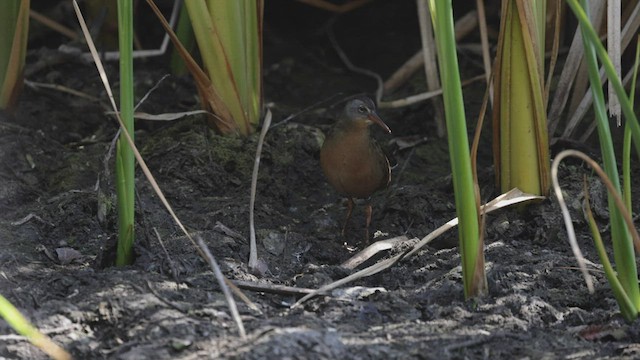 Virginia Rail (Virginia) - ML483251321