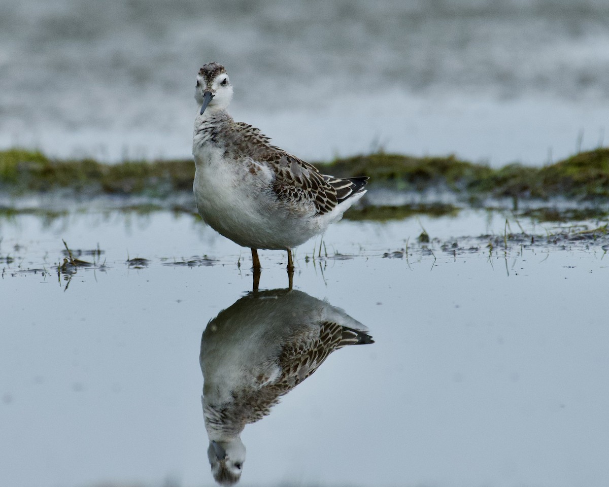 Wilson's Phalarope - ML483251341