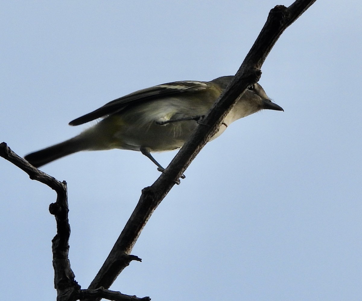 Cassin's Vireo - ML483251781