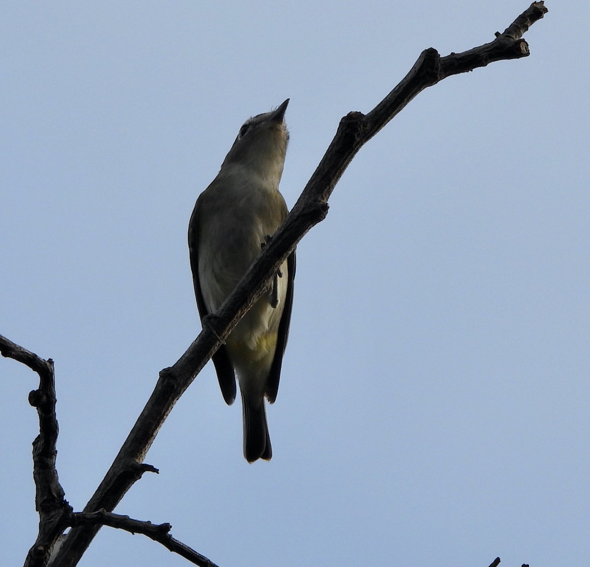 Cassin's Vireo - ML483251821