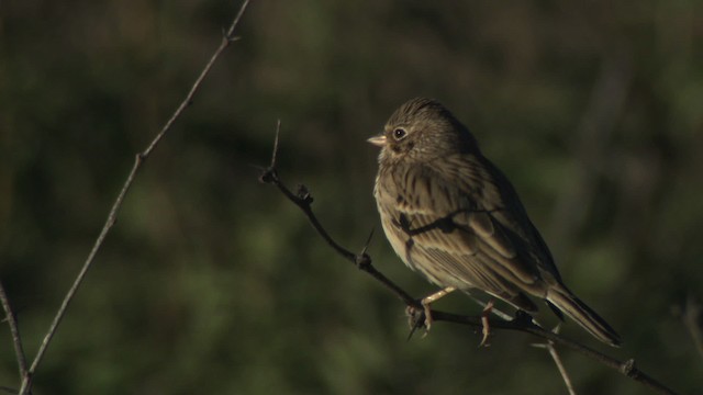 Vesper Sparrow - ML483252