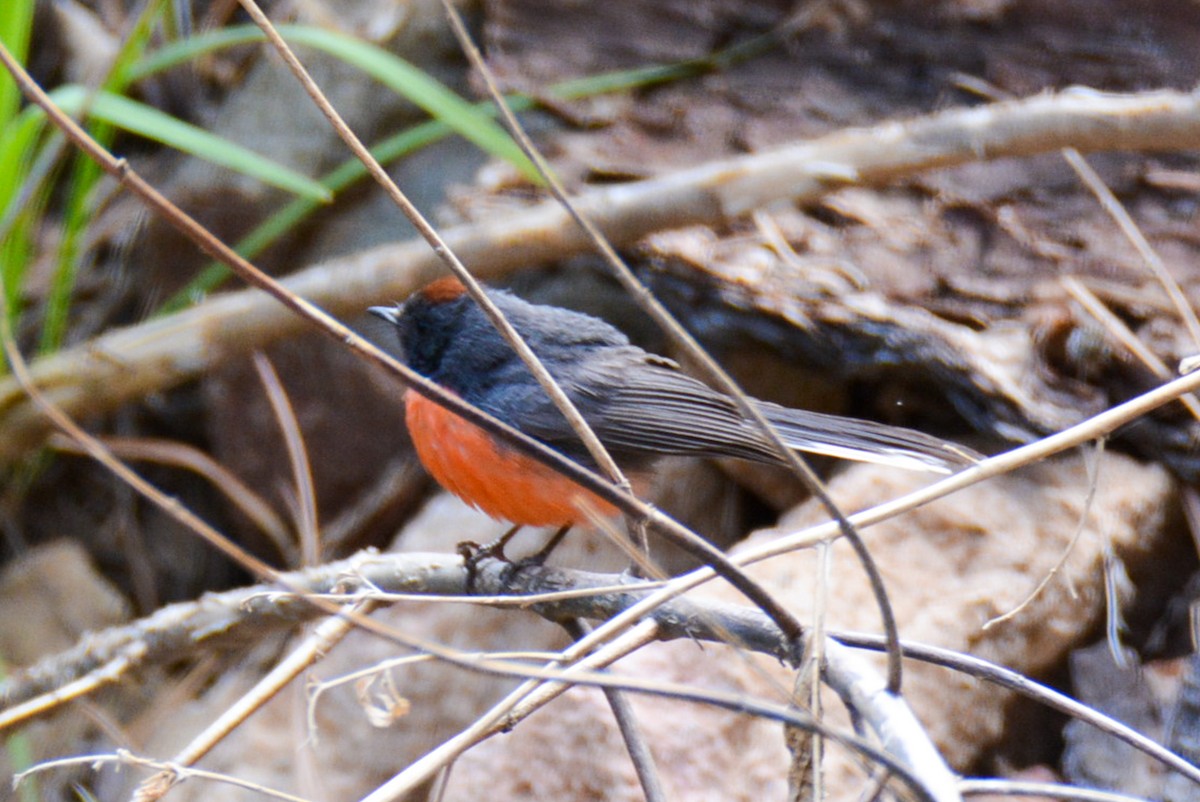 Slate-throated Redstart - Tanya Smythe