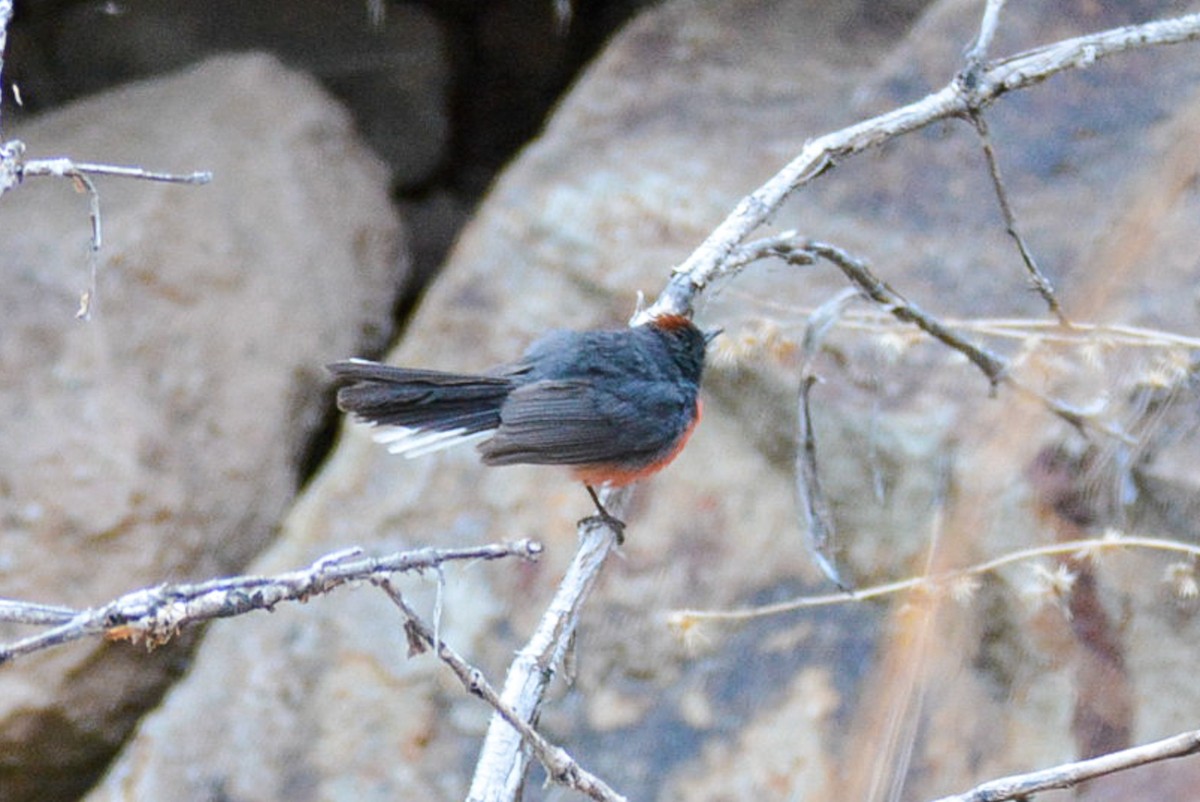 Slate-throated Redstart - Tanya Smythe