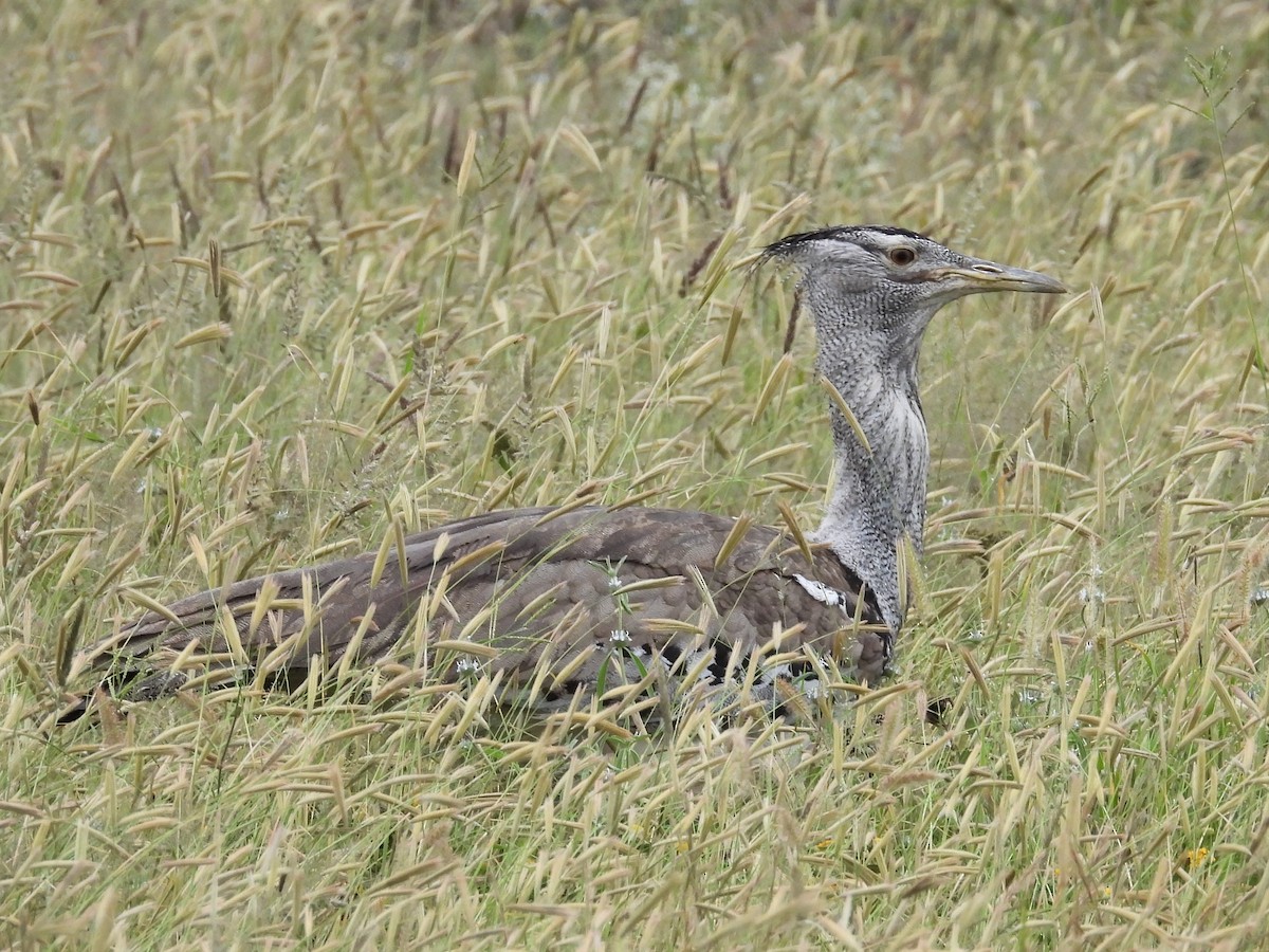 Kori Bustard - ML483252351