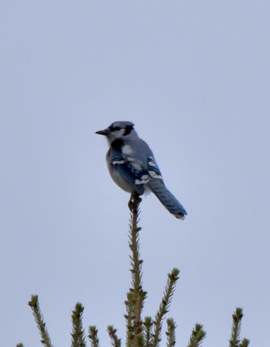 Blue Jay - ML483252481
