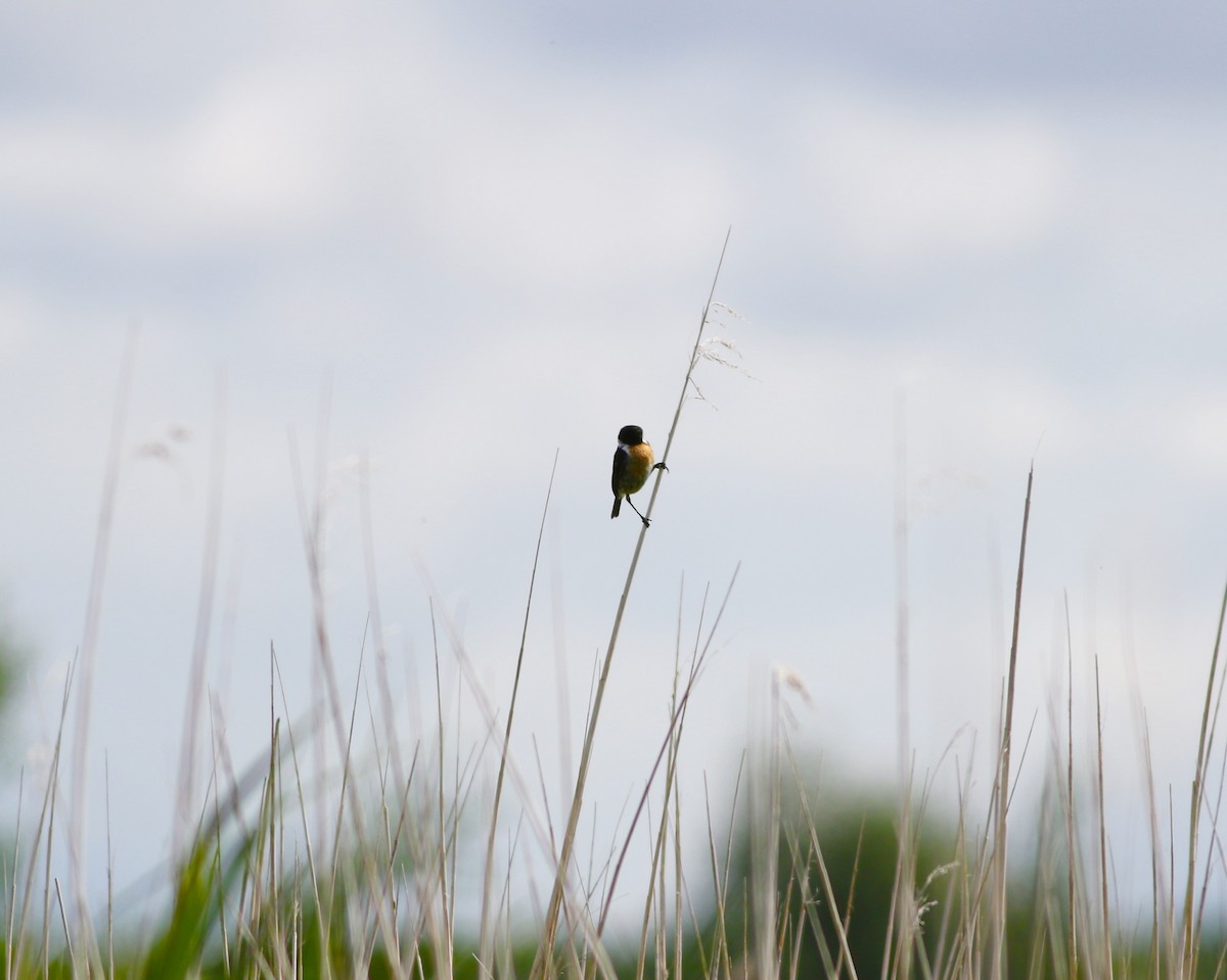 European Stonechat - ML483252491