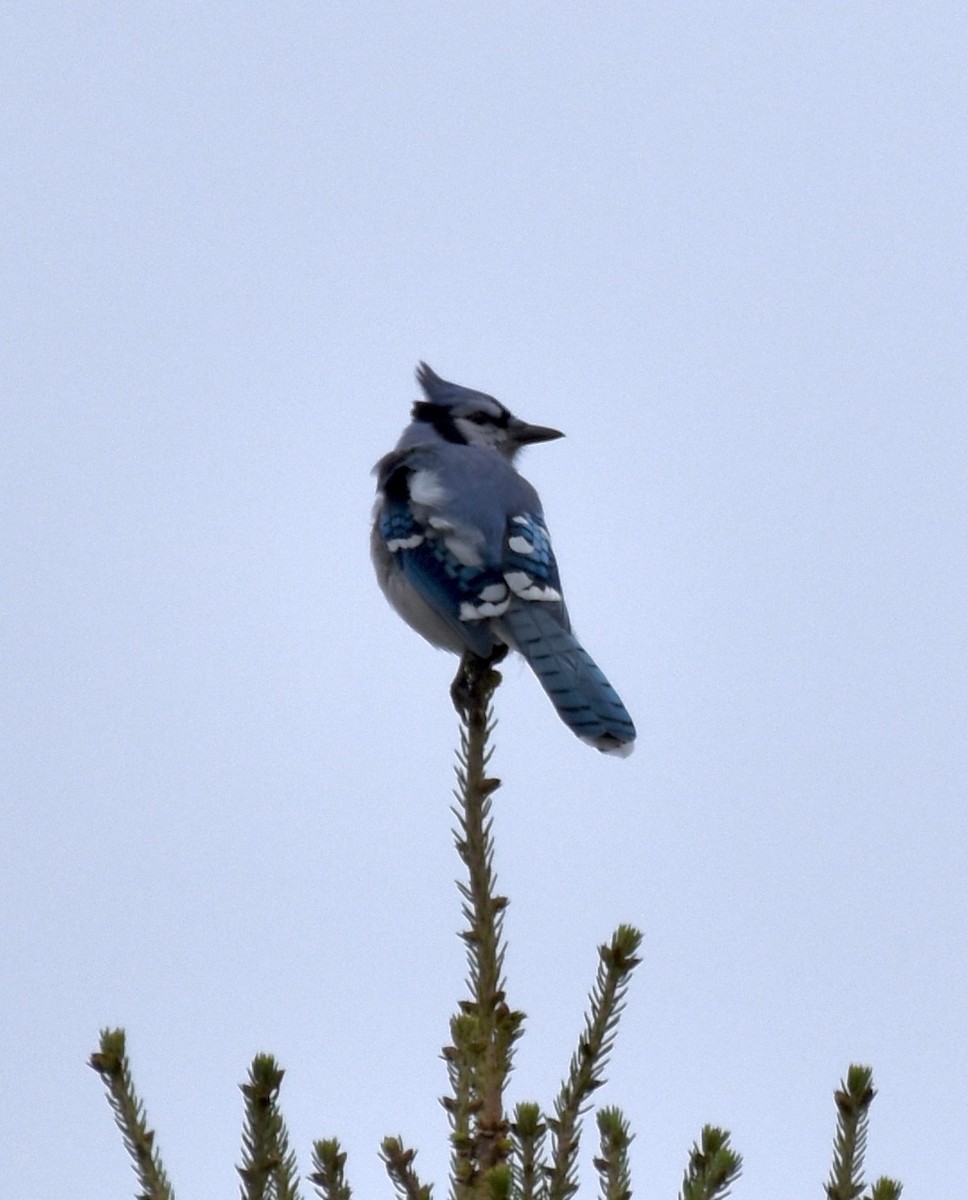 Blue Jay - ML483252501