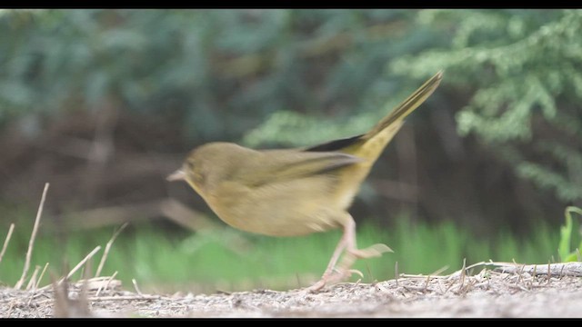 Common Yellowthroat - ML483253071