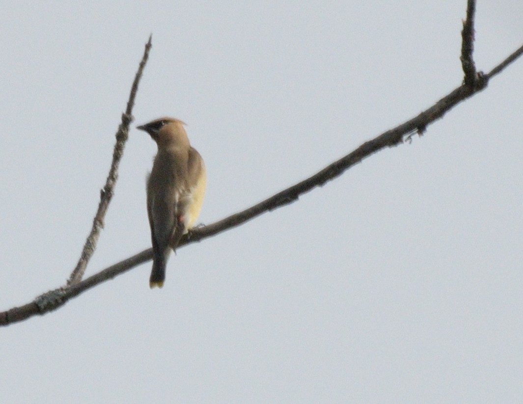 Cedar Waxwing - ML483253591