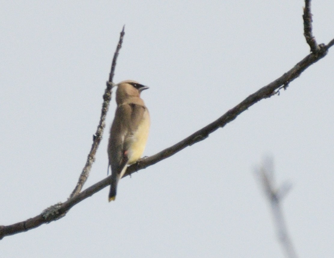 Cedar Waxwing - ML483253601