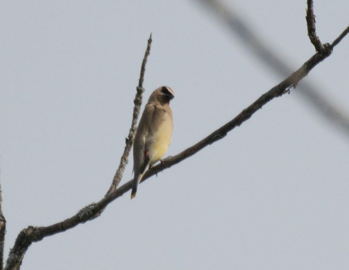 Cedar Waxwing - ML483253611