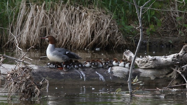 Common Merganser (North American) - ML483254