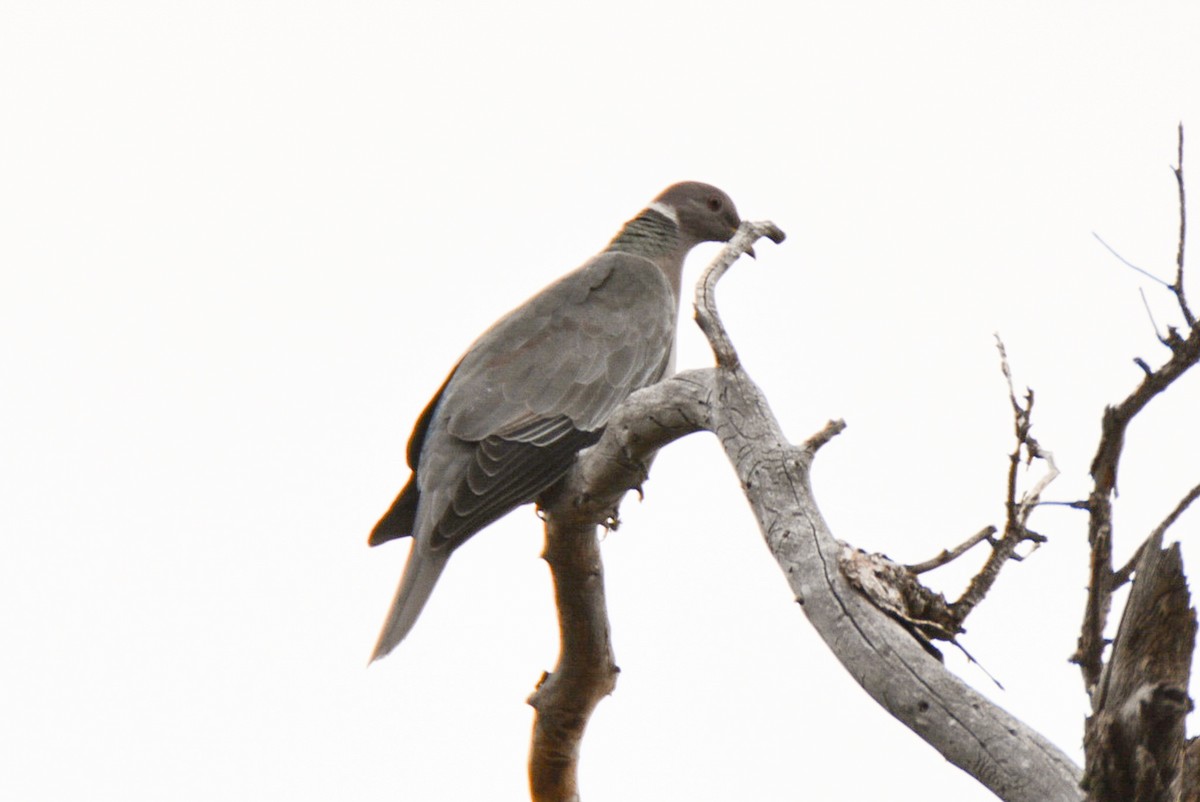 Band-tailed Pigeon - ML483257391