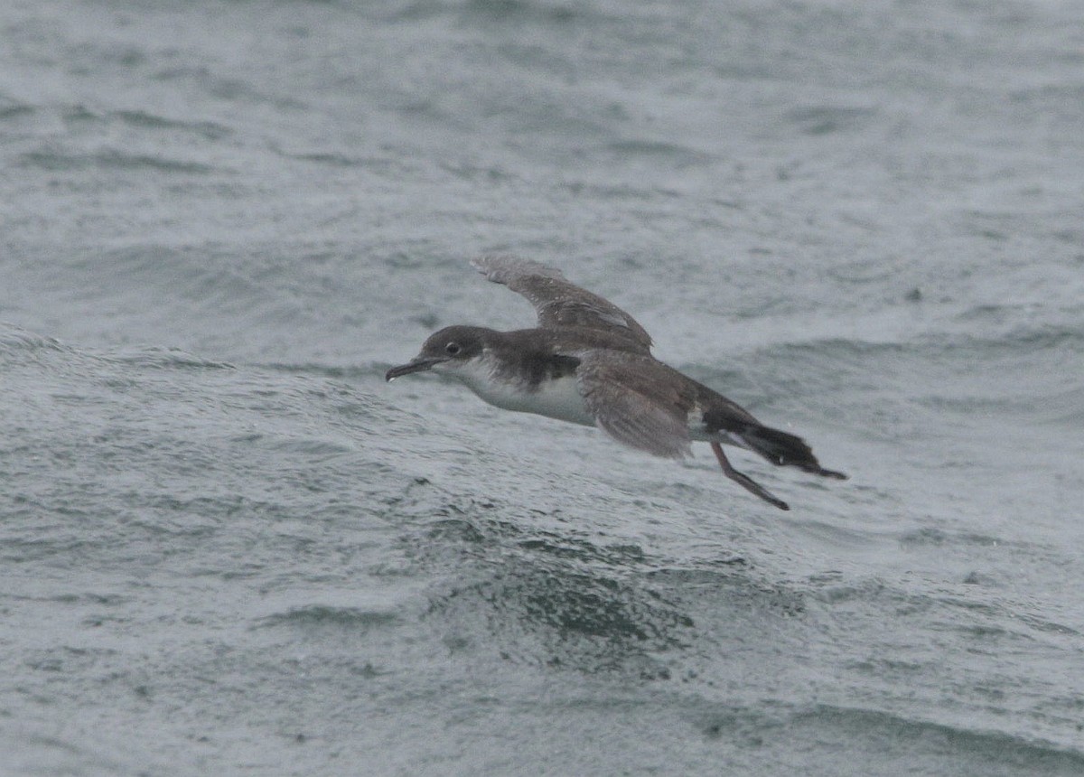 Manx Shearwater - ML483258461