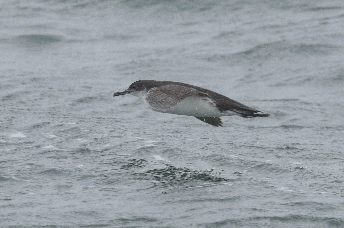 Manx Shearwater - ML483258471