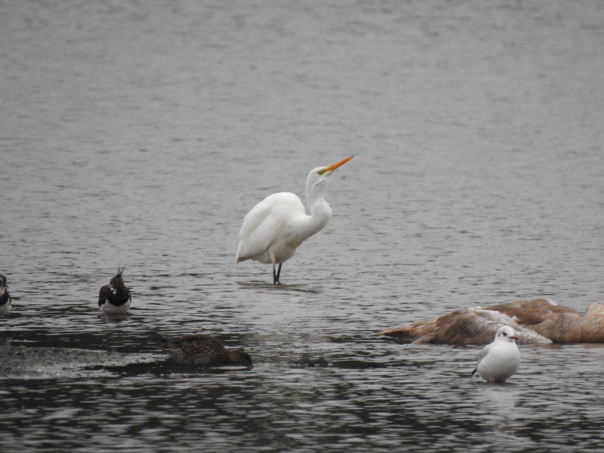 Great Egret - ML483259021