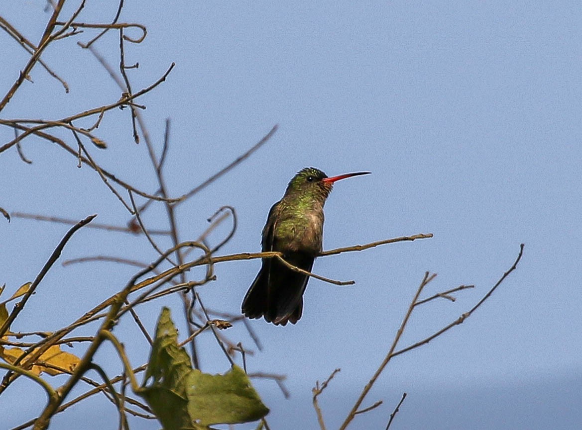 Gilded Hummingbird - ML483259041