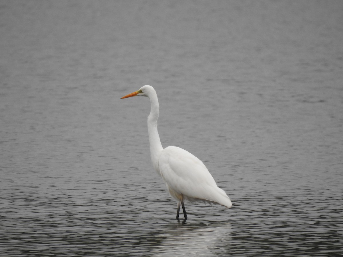 Great Egret - ML483259051