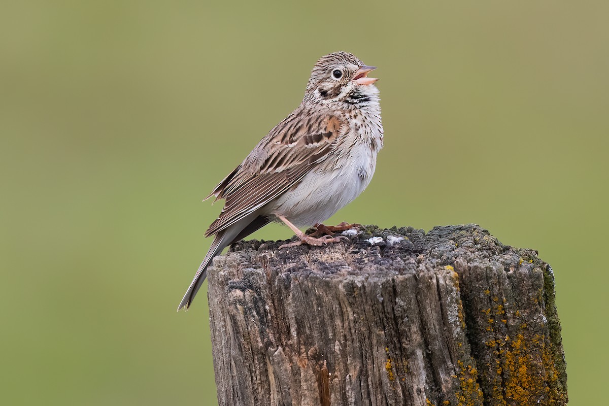 Vesper Sparrow - ML483260151