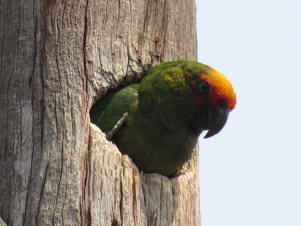 Golden-capped Parakeet - ML483260351