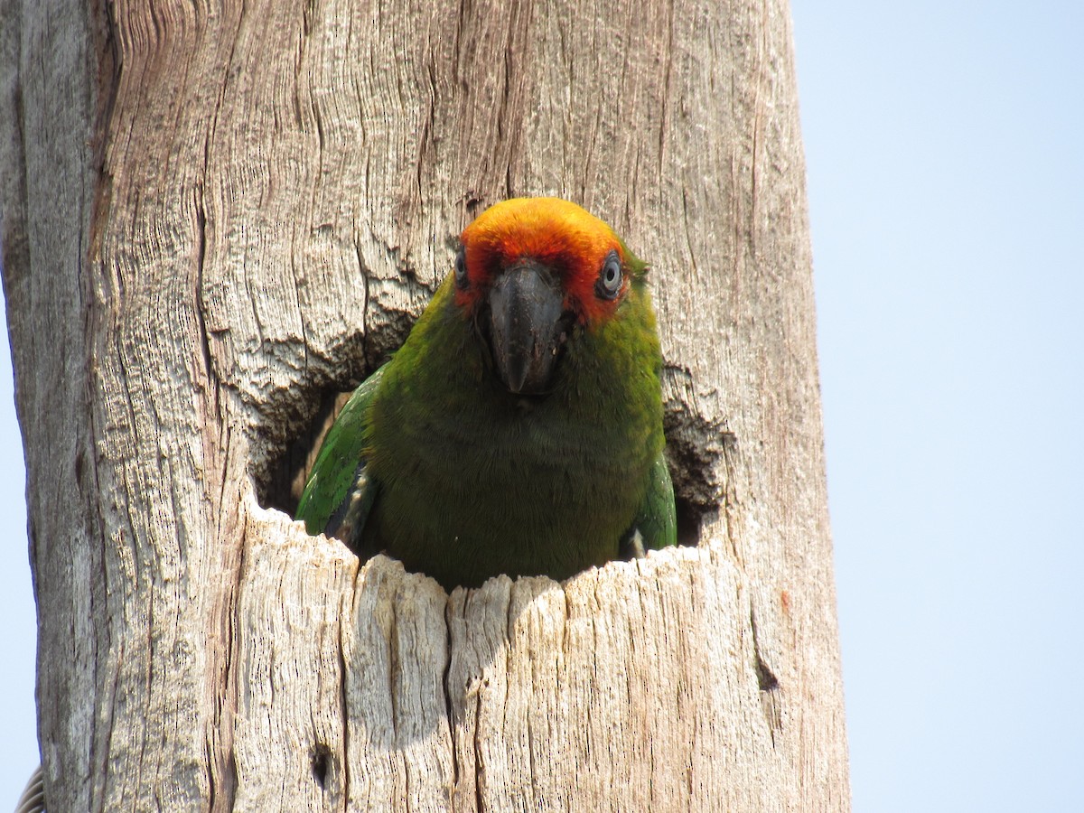 Golden-capped Parakeet - Rose Maria Duda