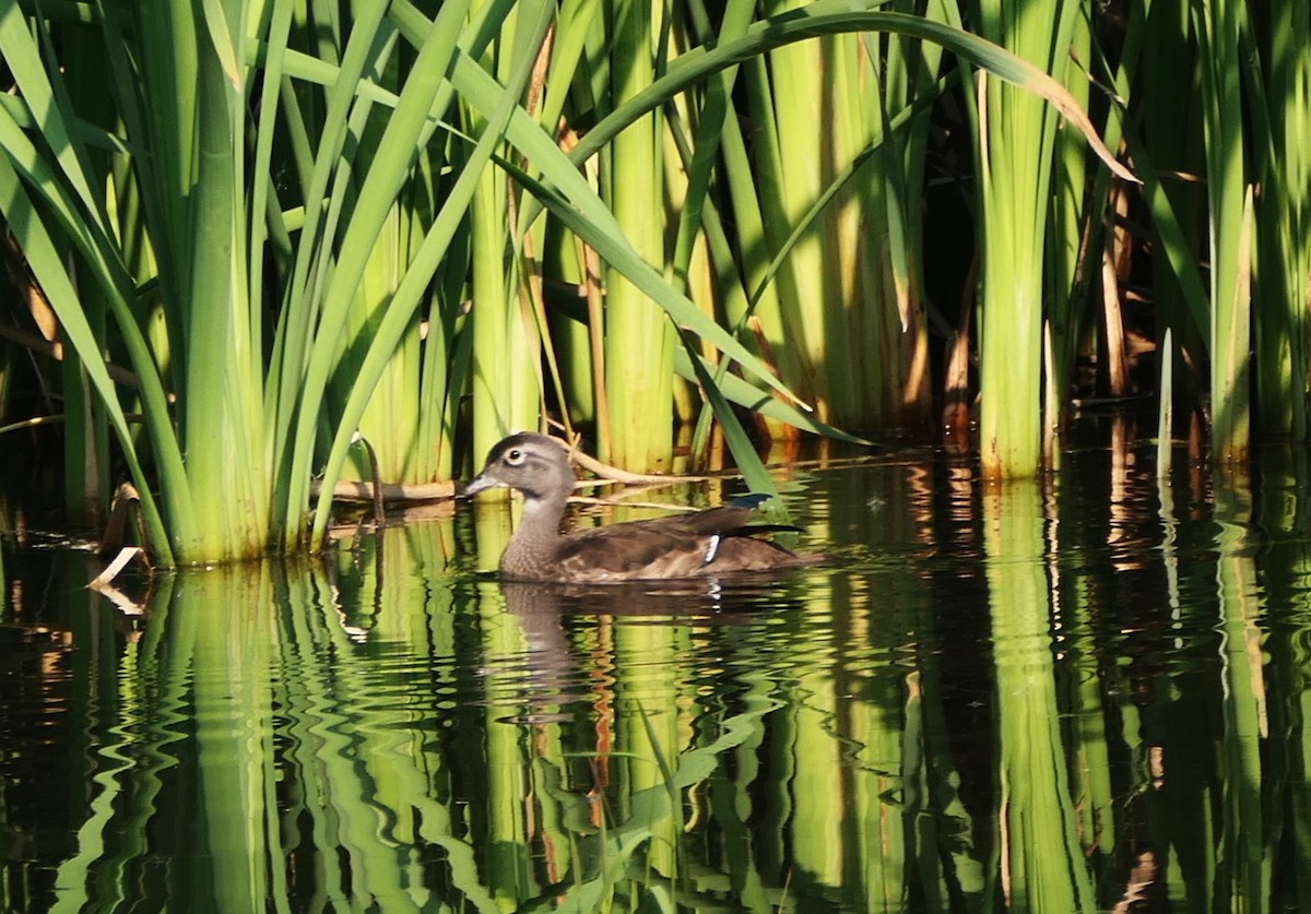 Wood Duck - ML483261771