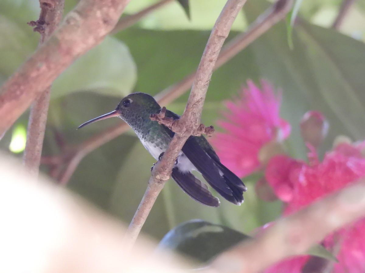 Blue-chinned Sapphire - ML483261811