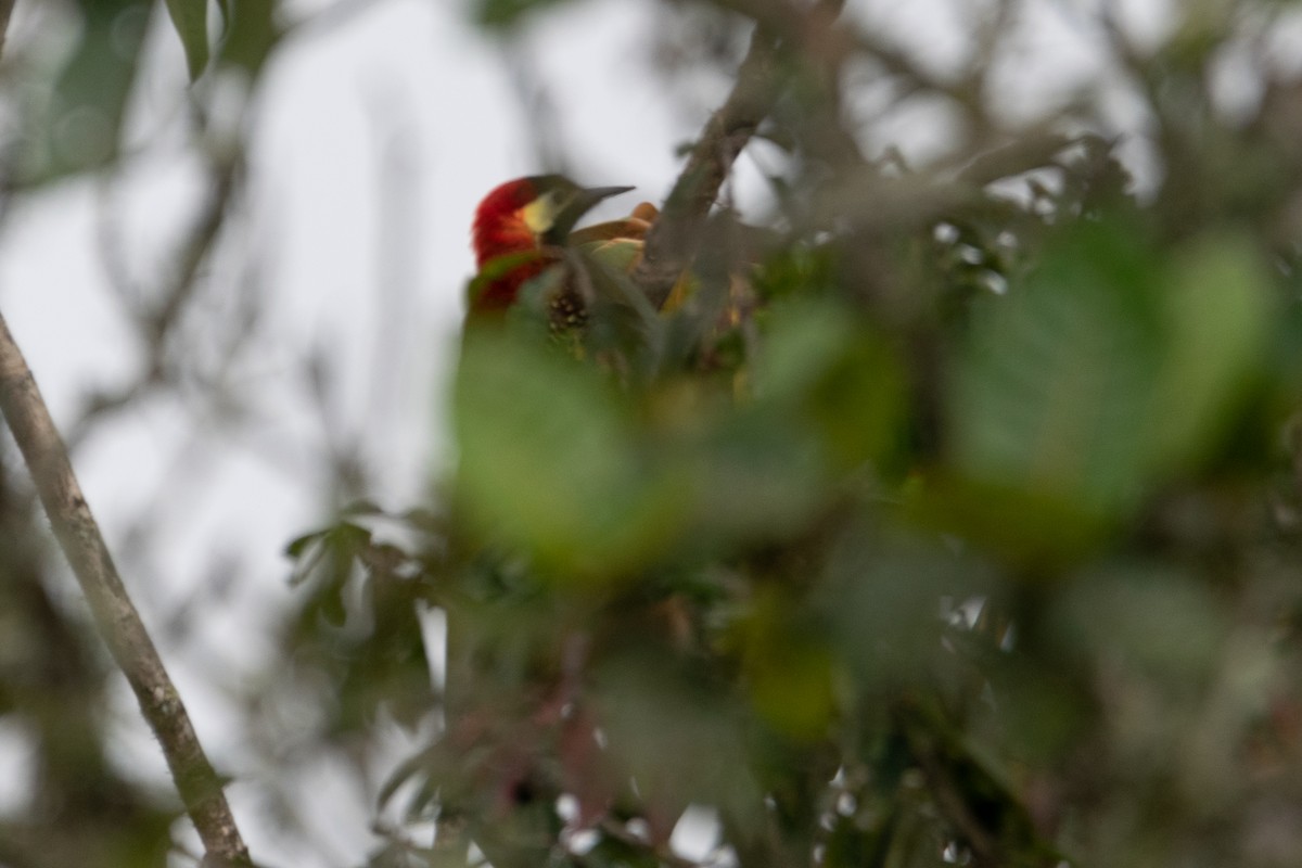 Crimson-mantled Woodpecker - ML483261871