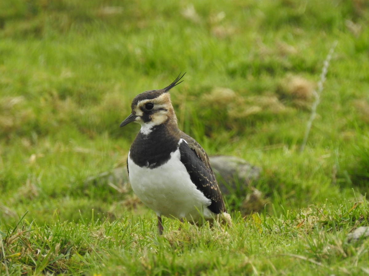 Northern Lapwing - ML483262481