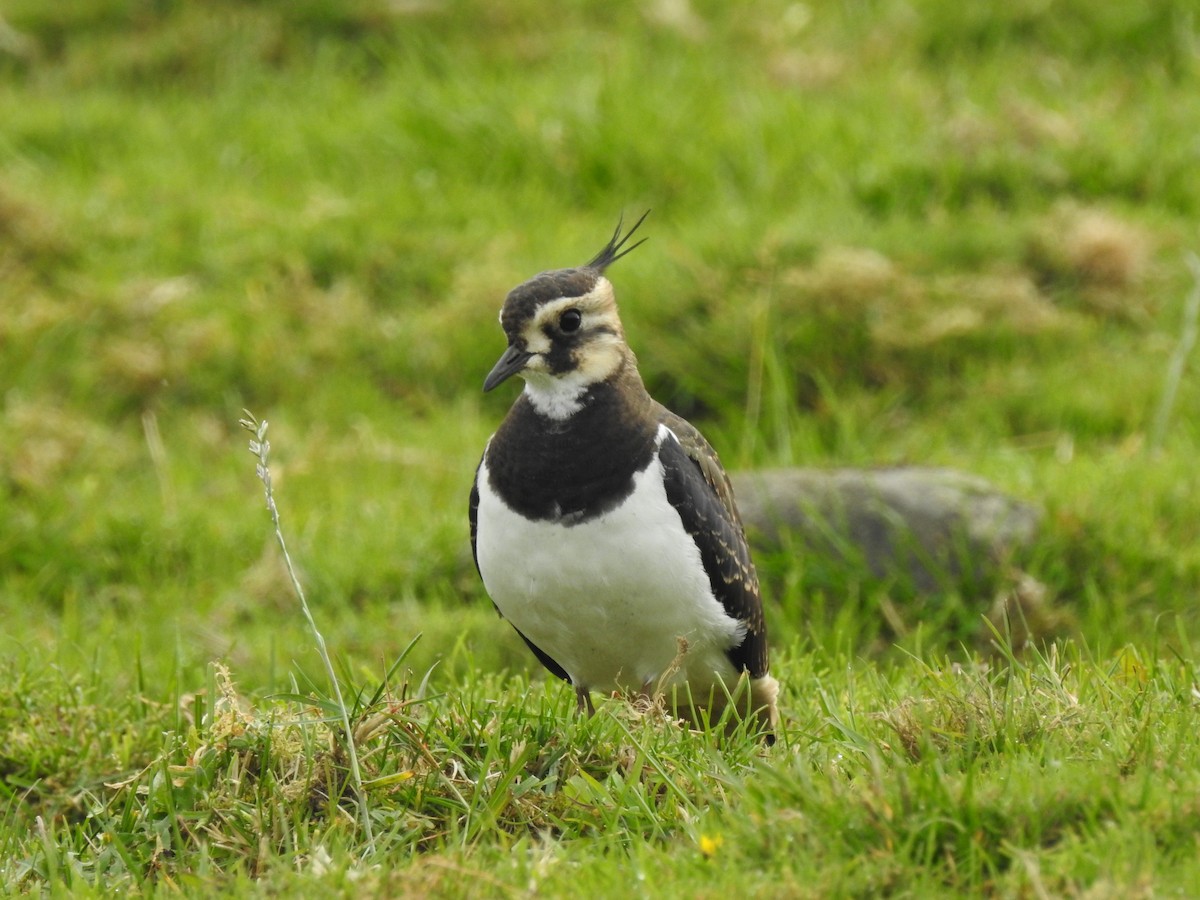 Northern Lapwing - ML483262531