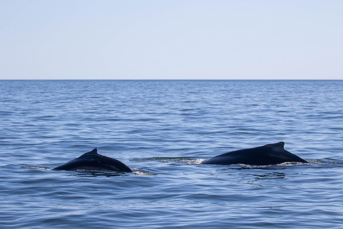 Humpback Whale - ML483263071