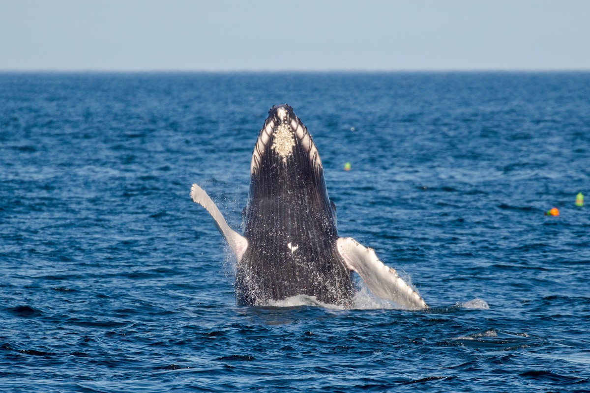 Humpback Whale - ML483263111