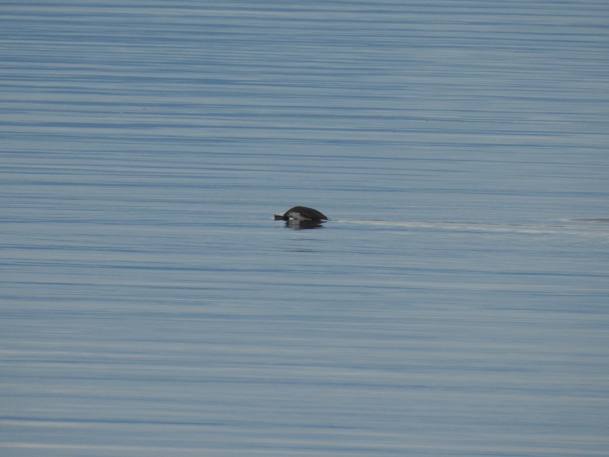 Red-throated Loon - ML483263291