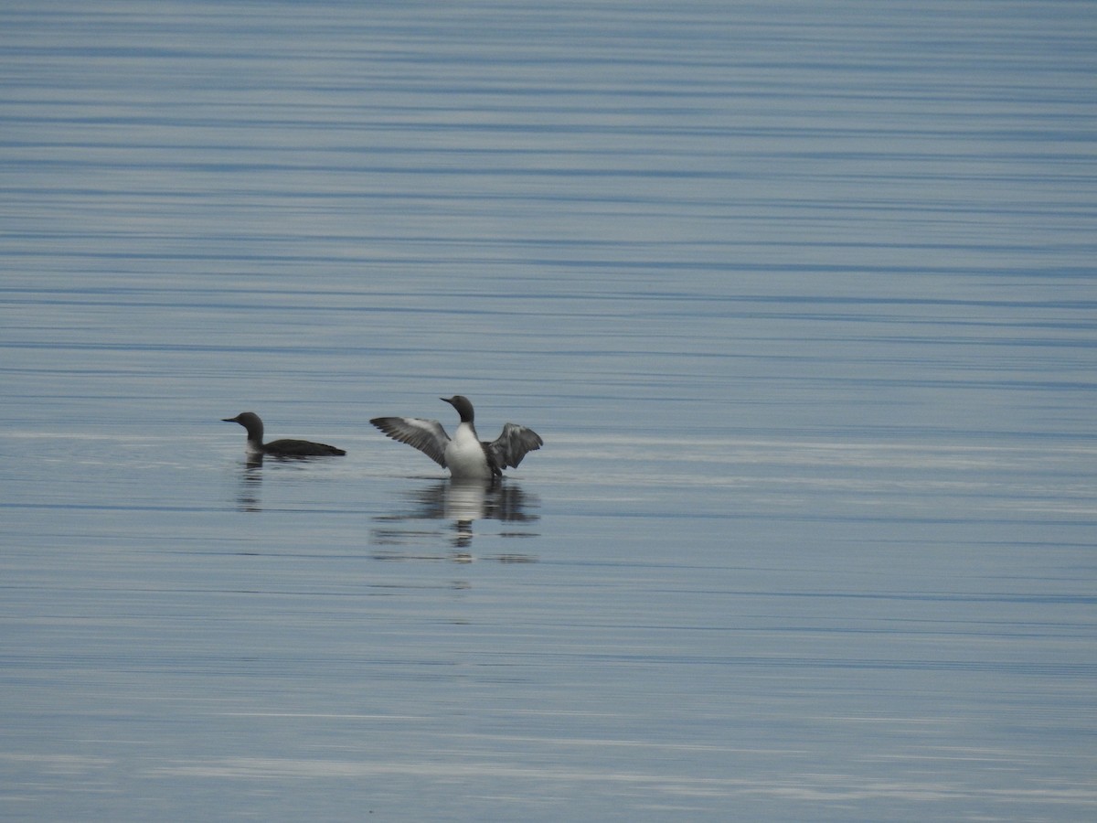 Red-throated Loon - ML483263301